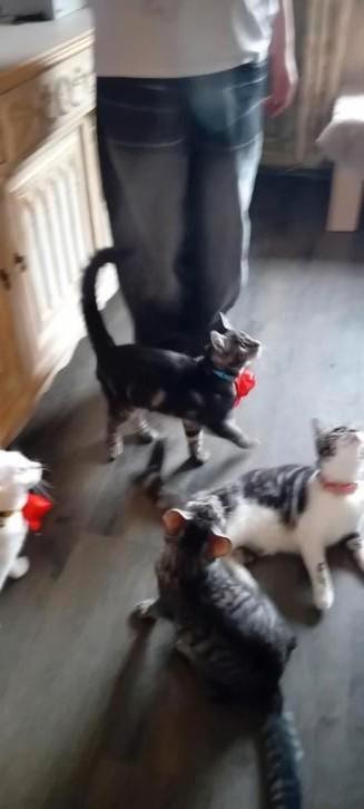 Mix maine coon  kitten 1katertje  /  mannetje, Dieren en Toebehoren, Katten en Kittens | Raskatten | Langhaar, Kater, 0 tot 2 jaar