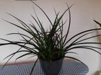 Sanseveria Fernwood/ Punk, Huis en Inrichting, Ophalen