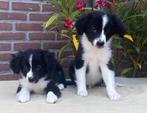 Prachtige FRIESE STABIJ x BORDER COLLIE pups, Dieren en Toebehoren, Nederland, CDV (hondenziekte), 8 tot 15 weken, Meerdere
