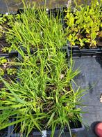 Molinia Transparent - Pijpestrootje, Ophalen, Vaste plant, Siergrassen, Halfschaduw