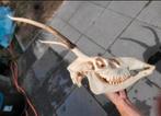 Grote Schedel Edelhert Spitser (2) met onderkaak taxidermie, Ophalen of Verzenden, Zo goed als nieuw, Hert, Schedel