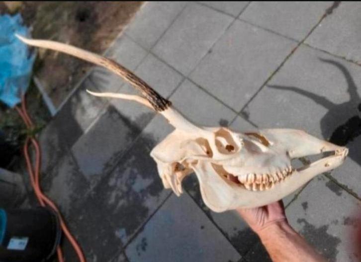 Grote Schedel Edelhert Spitser (2) met onderkaak taxidermie, Verzamelen, Dierenverzamelingen, Zo goed als nieuw, Schedel, Hert