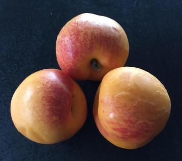 Zaden ZA kruising abrikoos +nectarine sappige fruit beschikbaar voor biedingen