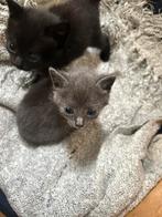 lieve kittens, Dieren en Toebehoren, Katten en Kittens | Raskatten | Korthaar, Meerdere dieren