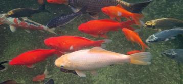 Goudvissen beschikbaar voor biedingen