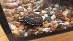 Jonge kleinblijvende waterschildpadden, Kinosternon Baurii, Dieren en Toebehoren, Reptielen en Amfibieën, 0 tot 2 jaar, Schildpad
