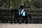 UNIEK! Super lieve en stoere fijn te rijden MURGESE ruin, Dieren en Toebehoren, Paarden, Minder dan 160 cm, B, Ruin, Gechipt