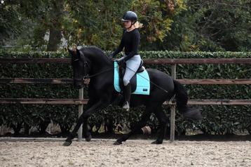 UNIEK! Super lieve en stoere fijn te rijden MURGESE ruin beschikbaar voor biedingen