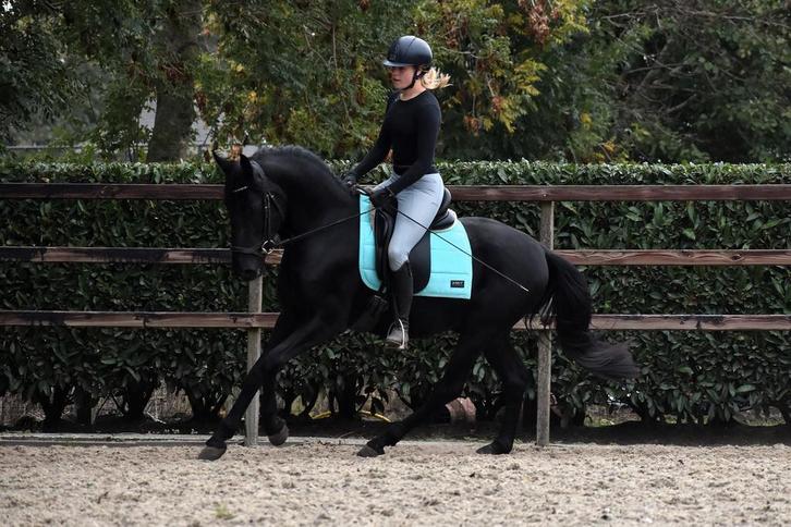 UNIEK! Super lieve en stoere fijn te rijden MURGESE ruin, Dieren en Toebehoren, Paarden, Ruin, B, Minder dan 160 cm, 3 tot 6 jaar