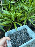 Palmzaden Trachycarpus Fortunei, Tuin en Terras, Bloembollen en Zaden, Ophalen of Verzenden, Gehele jaar, Volle zon, Zaad