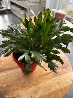Ligcactus vol met knoppen, Ophalen, Halfschaduw, Minder dan 100 cm, Bloeiende kamerplant