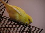 GEZOCHT! Handtamme grasparkiet, Dieren en Toebehoren, Vogels | Parkieten en Papegaaien, Meerdere dieren, Parkiet, Tam
