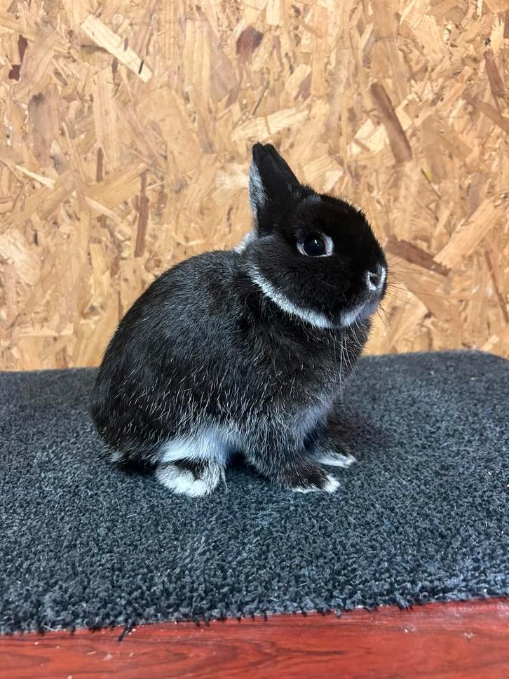 Kleurdwerg Zilvervos Zwart Man Jong (dwergkonijn), Dieren en Toebehoren, Konijnen, Dwerg, Mannelijk, 0 tot 2 jaar