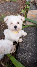 Bichon Maltese te koop, België, Fokker | Hobbymatig, CDV (hondenziekte), 8 tot 15 weken