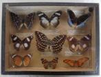 Antieke vlindercollectie taxidermie vlinders parijs, Antiek en Kunst, Ophalen of Verzenden