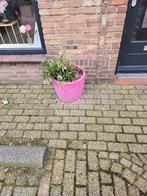 4 Roze Bloembakken - Tuinaccessoires, Tuin en Terras, Kunststof, Gebruikt, Rond, Ophalen of Verzenden