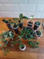 Hoyas&kamerplanten stekjes kies&mix, Ophalen, Halfschaduw, Minder dan 100 cm