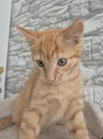 Een blonde kat, Dieren en Toebehoren, Katten en Kittens | Overige Katten, Kater, Kortharig, 0 tot 2 jaar