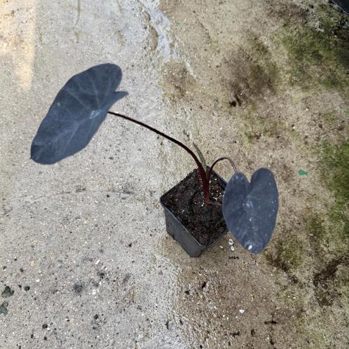 Colocasia verschillende soorten/kleuren olifantsoor, Tuin en Terras, Planten | Tuinplanten, Eenjarig, Overige soorten, Volle zon