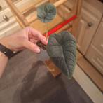Mini alocasia melo (3 plantjes beschikbaar), Huis en Inrichting, Kamerplanten, Ophalen of Verzenden, Halfschaduw, Minder dan 100 cm