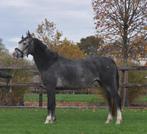 3,5 jarige e pony merrie en ruin, B, 3 tot 6 jaar, Gechipt, Recreatiepony