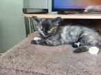 Ragdoll Kittens, Dieren en Toebehoren, Katten en Kittens | Raskatten | Langhaar, Meerdere dieren, Ontwormd, 0 tot 2 jaar