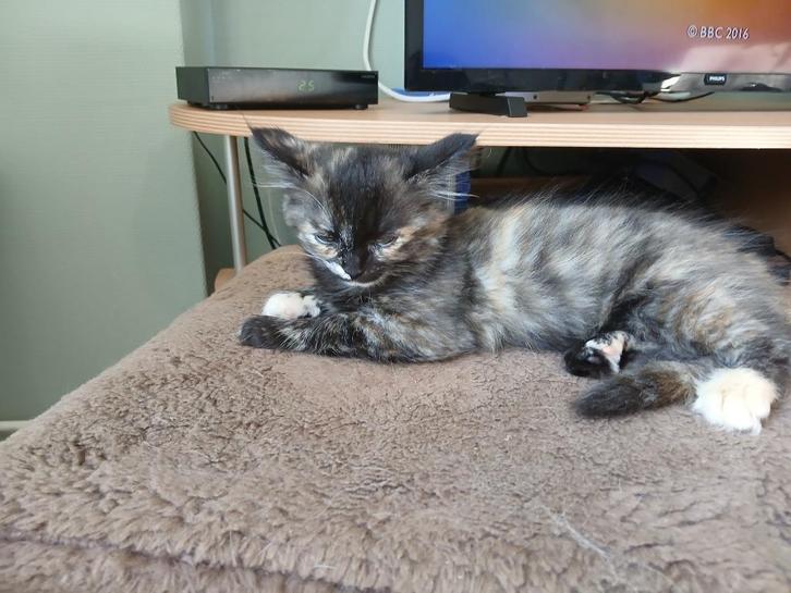 Ragdoll Kittens, Dieren en Toebehoren, Katten en Kittens | Raskatten | Langhaar, Meerdere dieren, 0 tot 2 jaar, Ontwormd, Ingeënt