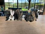 Vlaamse reus konijnen, Dieren en Toebehoren, Konijnen, Meerdere dieren, Groot