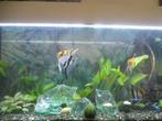maanvis  ( korting mogelijk )    ... <<< verkocht >>> ..., Dieren en Toebehoren, Vissen | Aquariumvissen, Vis, Zoetwatervis, Schoolvis