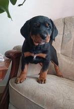 rottweiler pups, Dieren en Toebehoren, Honden | Bulldogs, Pinschers en Molossers, Parvo, 8 tot 15 weken, Meerdere, Meerdere dieren