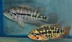 Midden Amerikaanse Cichliden: Parachromis motaguensis Rio Bl, Vis, Zoetwatervis