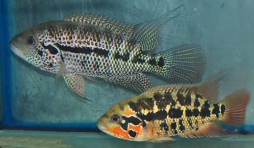 Midden Amerikaanse Cichliden: Parachromis motaguensis Rio Bl, Dieren en Toebehoren, Vissen | Aquariumvissen, Zoetwatervis, Vis