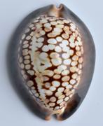 Schelpen: Cypraea mauritiana albiflora 70,1mm (F+++), Ophalen of Verzenden, Schelp(en)