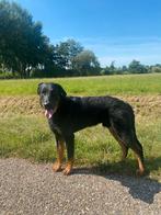 Beauceron, Dieren en Toebehoren, België, Particulier, Reu, 1 tot 2 jaar