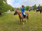 Welsh a kinder pony, Dieren en Toebehoren, Paarden, Merrie