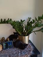 Kittens, Ophalen, Nieuw