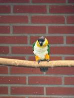 Zwartkop caique, Dieren en Toebehoren, Mannelijk, Papegaai, Geringd
