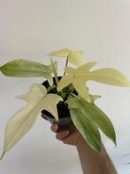 Philodendron Florida Ghost, Huis en Inrichting, Kamerplanten, Overige soorten, In pot, Minder dan 100 cm, Groene kamerplant