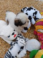 lieve ,leuke raszuivere shih tzu pups (5 december tip), Dieren en Toebehoren, Overige rassen, Meerdere, Meerdere dieren, Nederland
