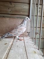 Almond kleurpostduif van 2025 te koop, Dieren en Toebehoren, Vogels | Duiven, Mannelijk, Postduif