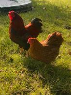 Mooie wyandottes rood patrijs, Dieren en Toebehoren, Pluimvee, Meerdere dieren, Kip