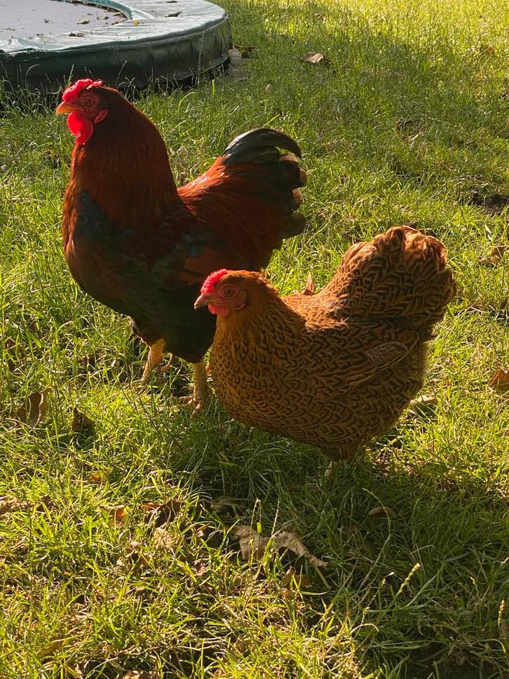 Mooie wyandottes rood patrijs, Dieren en Toebehoren, Pluimvee, Kip, Meerdere dieren