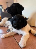 Friese Stabij pups, Rabiës (hondsdolheid), Overige rassen, 8 tot 15 weken, Meerdere