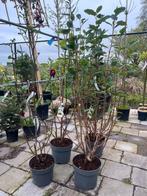 Lage magnolia boompjes sieboldii/genie/yellow river, Tuin en Terras, Planten | Bomen, Overige soorten, Volle zon, Ophalen of Verzenden