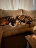 Mechelse herder /hollandse herder pups, Dieren en Toebehoren, 8 tot 15 weken, Parvo, Meerdere, Meerdere dieren