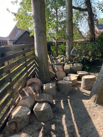 Eikenhout amerikaans, vers gekapt beschikbaar voor biedingen