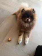 Honden oppas, Dieren en Toebehoren, Ophalen of Verzenden, Nieuw