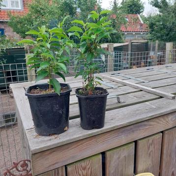 Portugese Laurier en Euonymus green spire(Buxus vervanger) beschikbaar voor biedingen