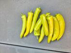 Bananen peper zaden, de gewilde zaden/ pepers, Tuin en Terras, Bloembollen en Zaden, Ophalen of Verzenden, Volle zon