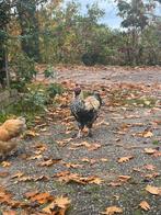Haan - Zijdehoen x Wyandotte, Dieren en Toebehoren, Mannelijk, Kip